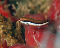 Yellow Wrasse photo 2