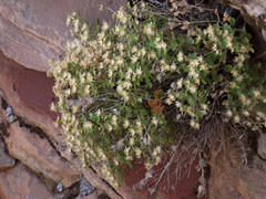 Perityle tenella