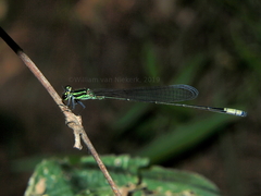 Pseudagrion melanicterum