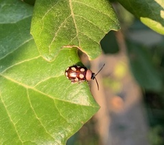 Omophoita simulans