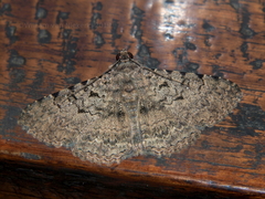 Polydesma umbricola
