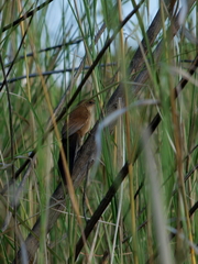 Catriscus brevirostris