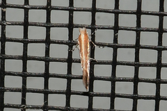 Cameraria quercivorella