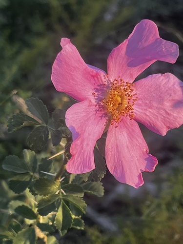 Rosa stellata