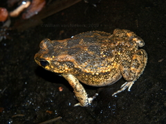 Sclerophrys pusilla