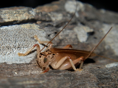 Stictogryllacris punctata