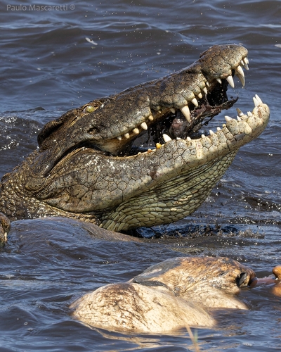Eating dead hippo