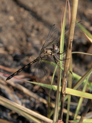 Trithemis aconita