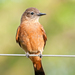 Cliff Flycatcher - Photo (c) Dario Sanches, some rights reserved (CC BY-SA)