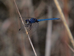Trithemis dorsalis