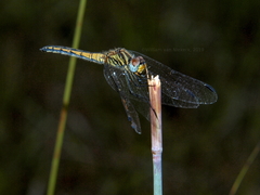 Trithemis dorsalis