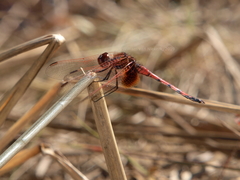 Trithemis monardi