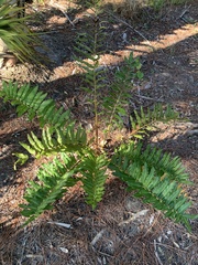 Acrostichum danaeifolium