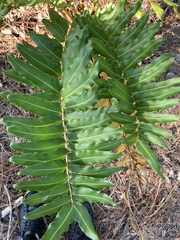 Acrostichum danaeifolium