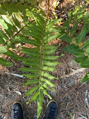 Acrostichum danaeifolium