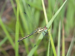 Trithemis stictica