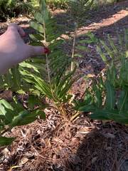 Acrostichum danaeifolium