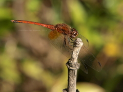 Trithemis pluvialis