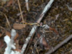 Trithemis stictica