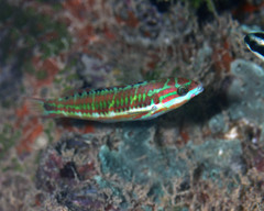 Thalassoma quinquevittatum