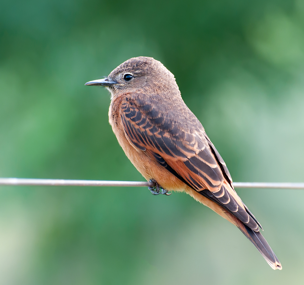 Cliff Flycatcher (Hirundinea ferruginea) photo