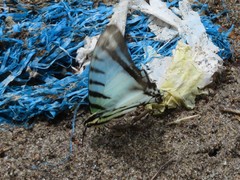 Neographium agesilaus