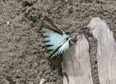 Neographium agesilaus