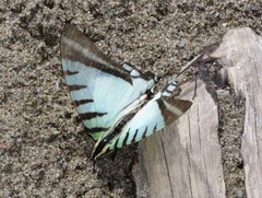 Neographium agesilaus