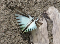 Neographium agesilaus