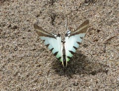 Neographium agesilaus