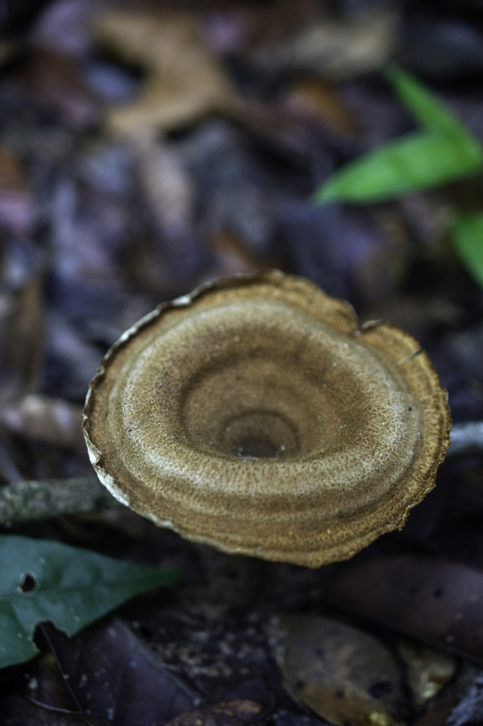 Panus velutinus · December 2018 · photo: © w_endo (iNaturalist, cc0)
