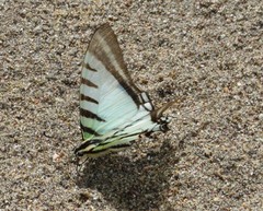 Neographium agesilaus