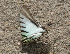 Neographium agesilaus