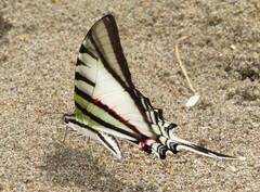 Protesilaus glaucolaus