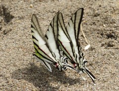 Protesilaus glaucolaus