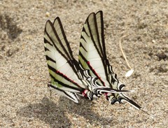 Protesilaus glaucolaus