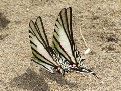 Protesilaus glaucolaus