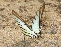 Neographium agesilaus