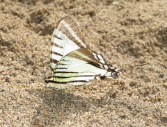 Neographium agesilaus