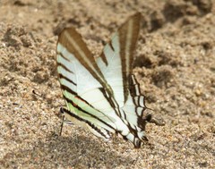 Neographium agesilaus