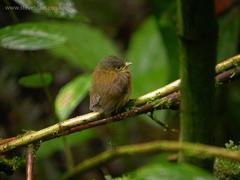 Bronze-Olive Pygmy-Tyrant photo 1