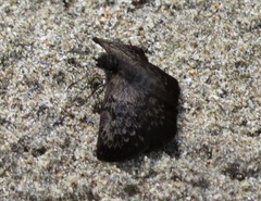 Camptopleura