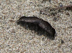 Camptopleura
