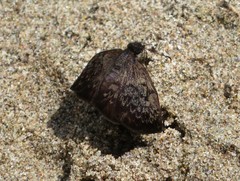 Camptopleura