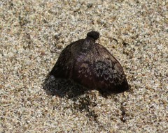 Camptopleura