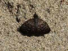 Camptopleura