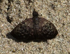 Camptopleura