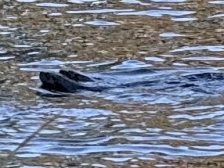 North American River Otter
