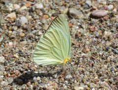 Pseudopieris
