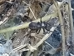 Metaltella